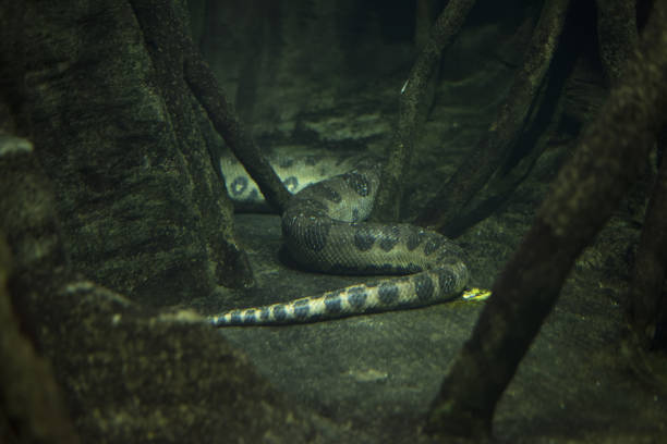 Underwater green anaconda in Amazon wetland.