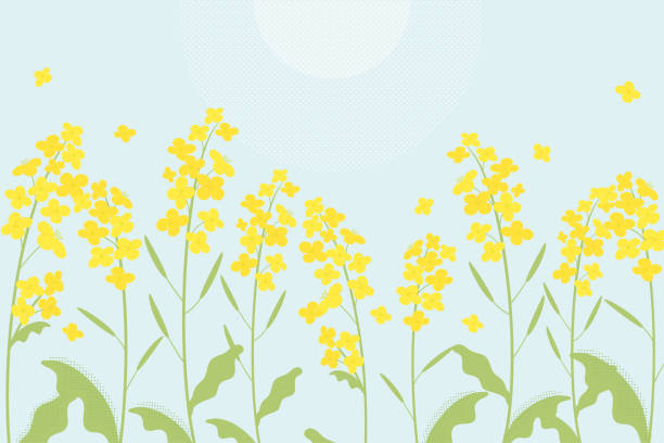 파란색 배경에 카놀라 꽃 그림 - japanese mustard stock illustrations
