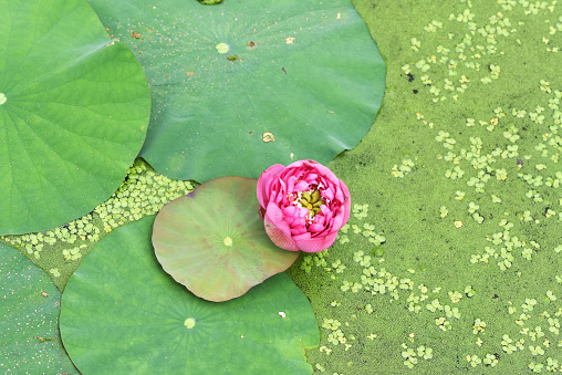 Pink lotus flowers among green leaves