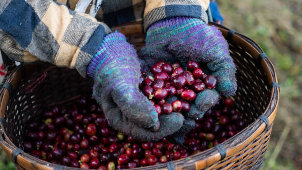 공장에서 커피를 따기 농부 여성 - coffee crop farmer equality coffee bean 뉴스 사진 이미지