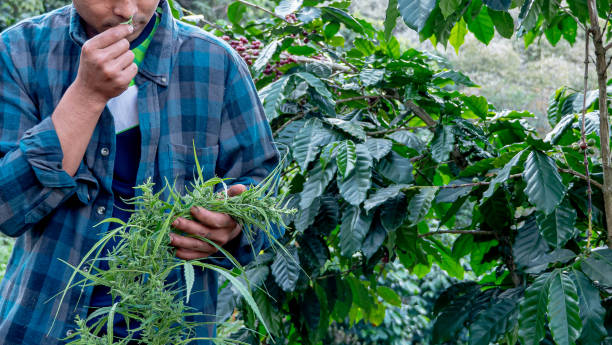 agricultor que huele hoja de marihuana en la planta - examining medicine healthcare and medicine beauty in nature fotografías e imágenes de stock