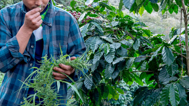 farmer smelling marijuana leaf in the plant - examining medicine healthcare and medicine beauty in nature imagens e fotografias de stock