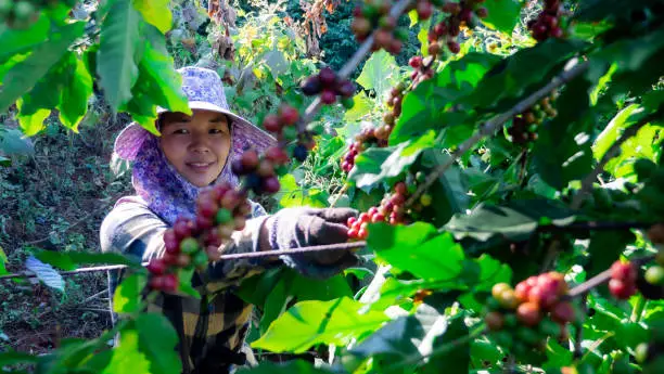 Farmer women picking coffee in the plant