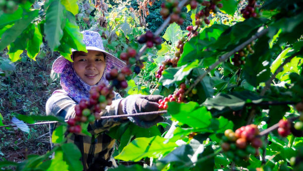 rolnik kobiety zbieranie kawy w zakładzie - coffee crop farmer equality coffee bean zdjęcia i obrazy z banku zdjęć