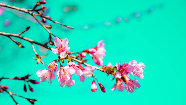 istock Sakura flower in the nature 1197587159