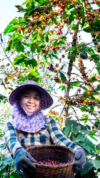 asia women smiling in coffee plant - coffee crop farmer equality coffee bean imagens e fotografias de stock