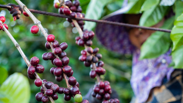 mulheres do fazendeiro que colhem o café na planta - coffee crop farmer equality coffee bean - fotografias e filmes do acervo