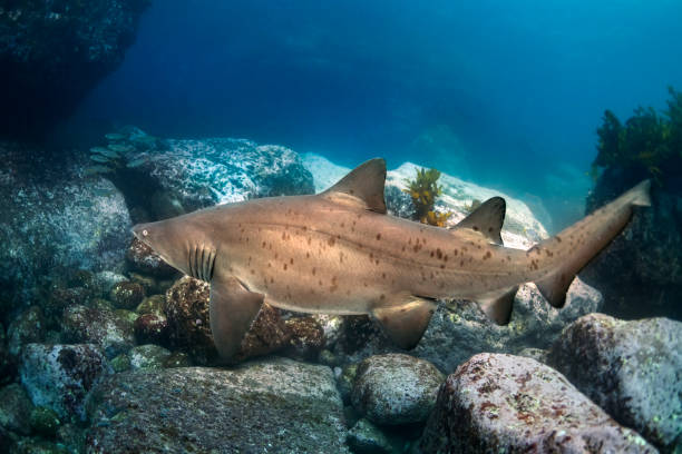 tubarão cinzento da enfermeira - sand tiger shark - fotografias e filmes do acervo