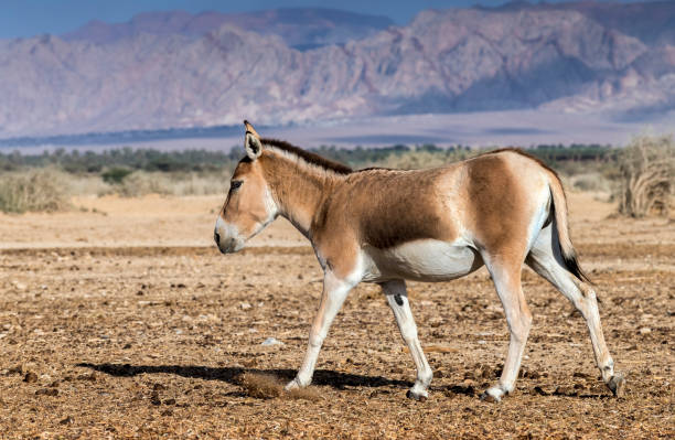 istock Onager is brown Asian semi-domesticated donkey (Equus hemionus) 1197593889