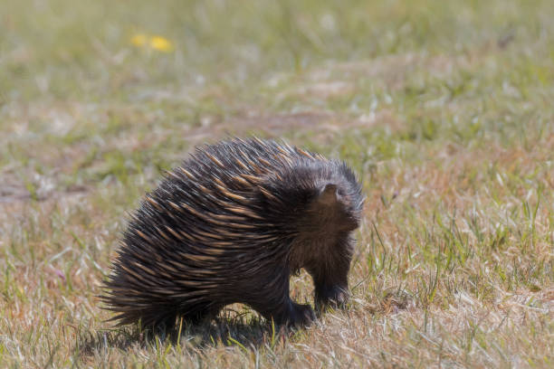 istock A Short-beaked Echidna (Tachyglossus aculeatus)smelling the air 1197594479