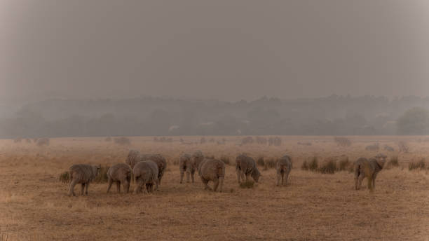 A herd of sheep shrouded in smoke from recent bushfires in rural Victoria, Australia Driving though the Strathbogie ranges in country Victoria, the landscape is covered by thick smoke caused by the catastrophic fires in East Gippsland. farmer-drought-australia stock pictures, royalty-free photos & images