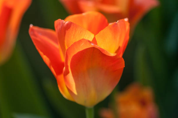 istock details of a blooming red tulip 1197595022