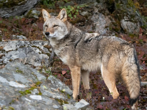 istock Coyote Canis latrans Standing by Rocks Intense Look Captive 1197596545