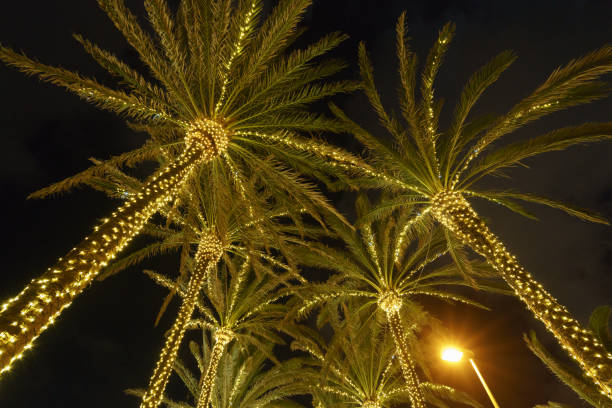 istock Silhouettes of palm trees wrapped with white lights. 1197596548