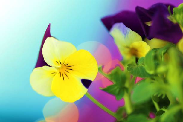 Spring flowers.Pansy flower close-up.Floral background.