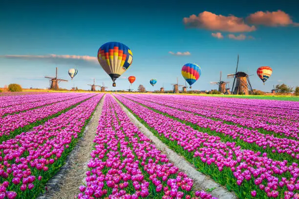 Picturesque tulip fields with colorful hot air balloons over the old dutch windmills in Kinderdijk, Netherlands, Europe