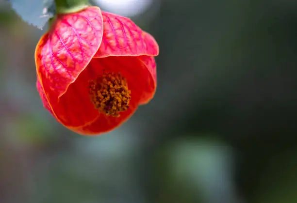 close up and selective focus of Abutilon pictum or Flowering Maple Plant, The Chinese Lantern, botany with copy space