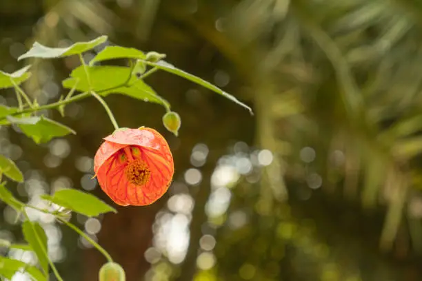 close up and selective focus of Abutilon pictum or Flowering Maple Plant, The Chinese Lantern, botany with copy space
