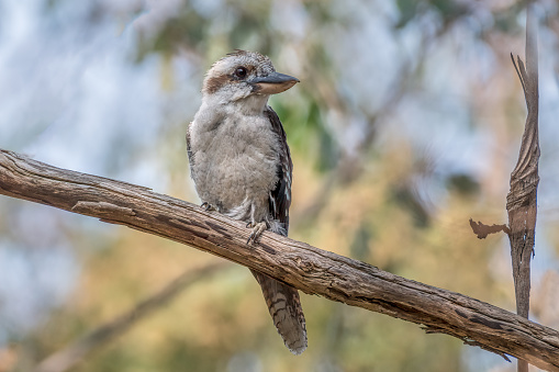 A juvenile Kookaburra near a group of other Kookaburras