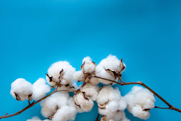 Cotton boll on blue background Cotton boll on blue background cotton cotton ball fiber white stock pictures, royalty-free photos & images