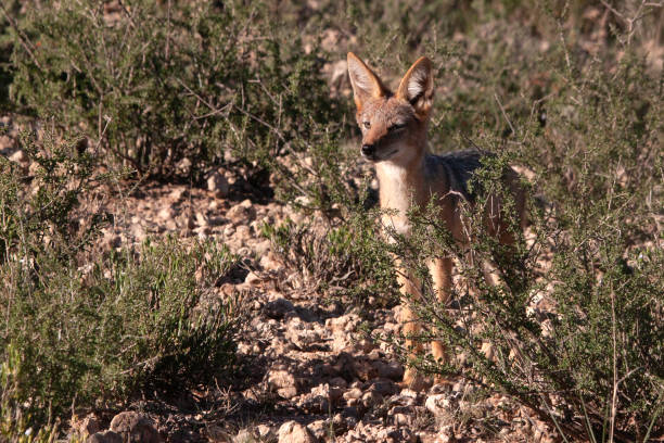istock Jackal in the Bushes 1197597441