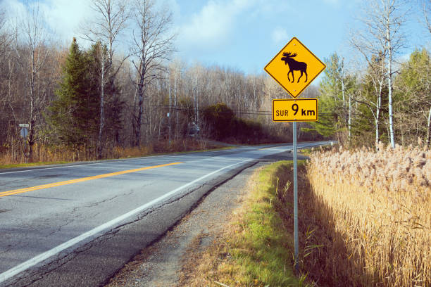 istock Moose warning signage on the highway 1197597451