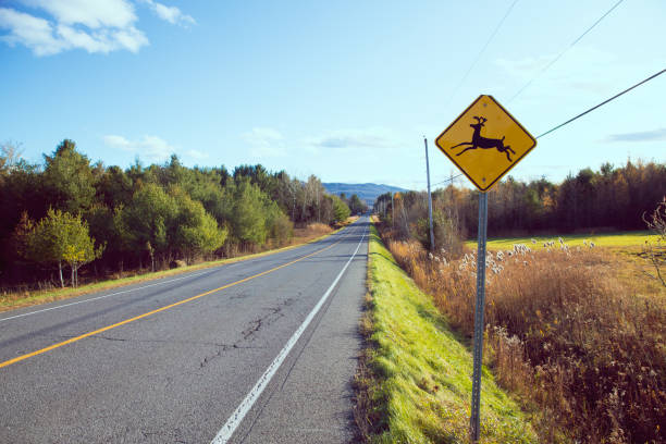 istock Deers warning signage on the highway 1197598100
