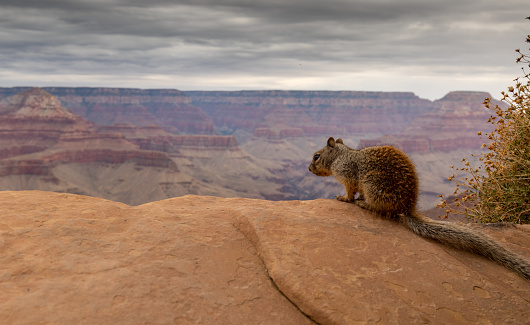 Rock squirrel (Otospermophilus variegatus) on the edge of a cliff looking out over the Grand Canyon. Grand Canyon National Park, South Rim, Arizona, USA.