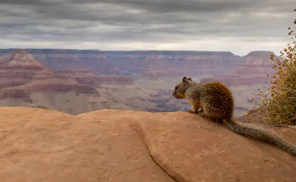 Photo of Rock squirrel at Grand Canyon