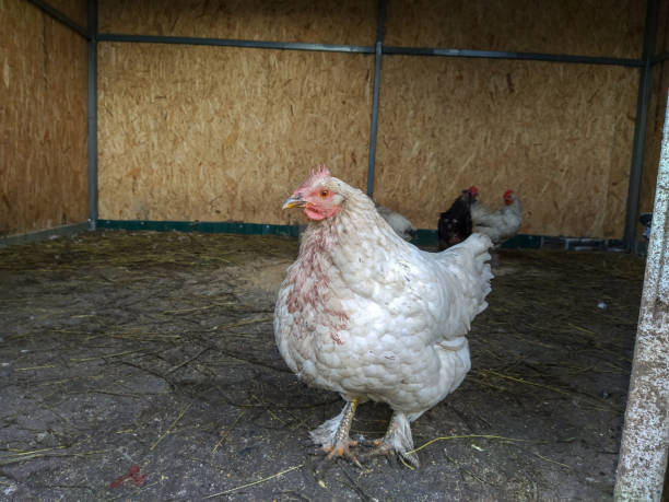 istock White hen with red spots in the chicken coop 1197604650