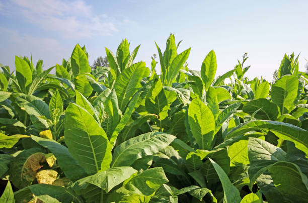 istock Tobacco plantation 1197604655