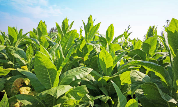 istock Tobacco plantation 1197604720