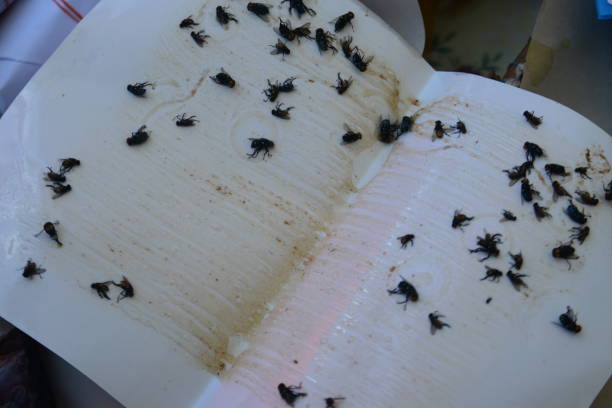 ecological insect trap, Adhesive fly trap, note  select focus with shallow depth of field
