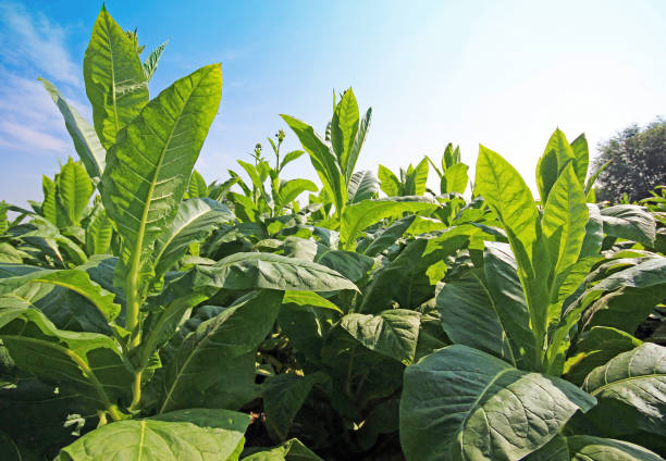 istock Tobacco plantation 1197605391
