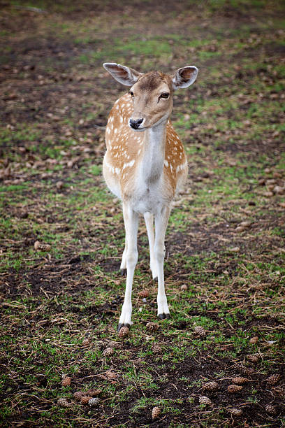 istock cute young deer in the forest 119760541