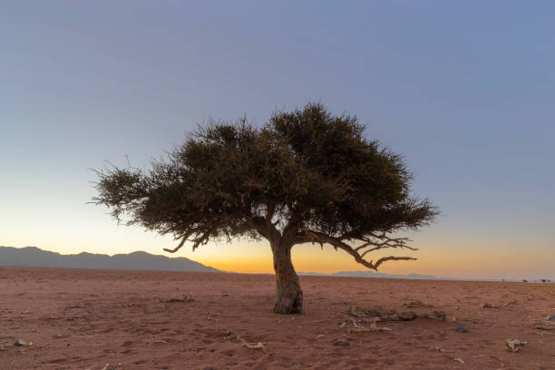 istock Green shepherd's tree in dry Namib Desert 1197605480