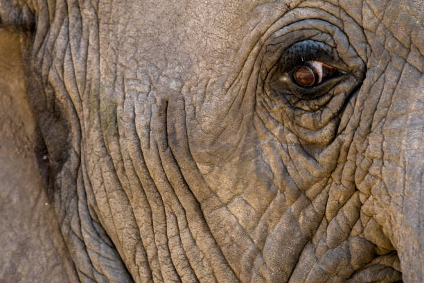 istock In the eye of an elephant 1197605530