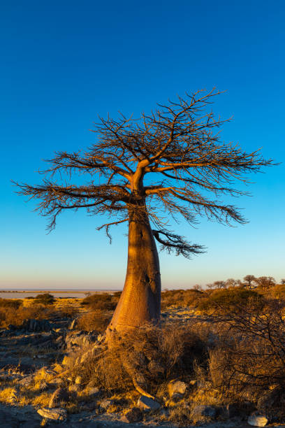istock Lone young baobab tree on Kubu Island 1197605538
