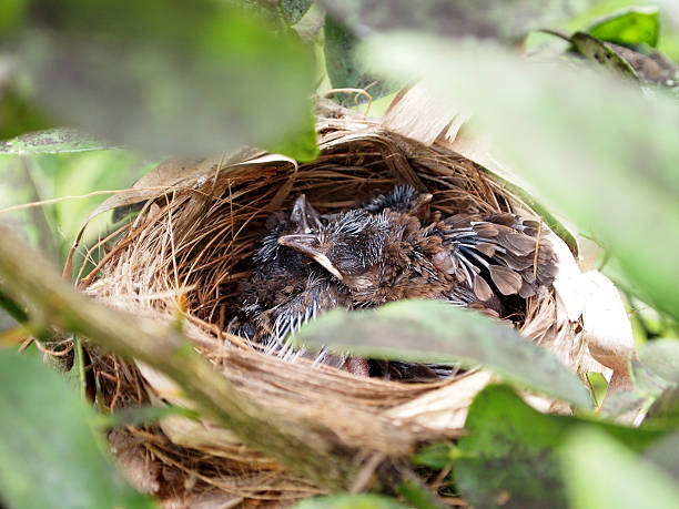 istock Newly born chicks in nest 119760579