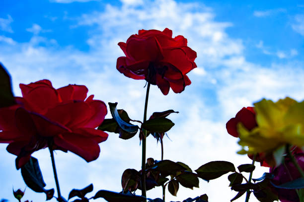 istock Beautiful rose garden in Japan 1197606011
