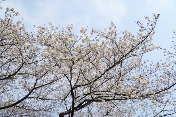 istock Cherry blossom branch and cherry 1197606013