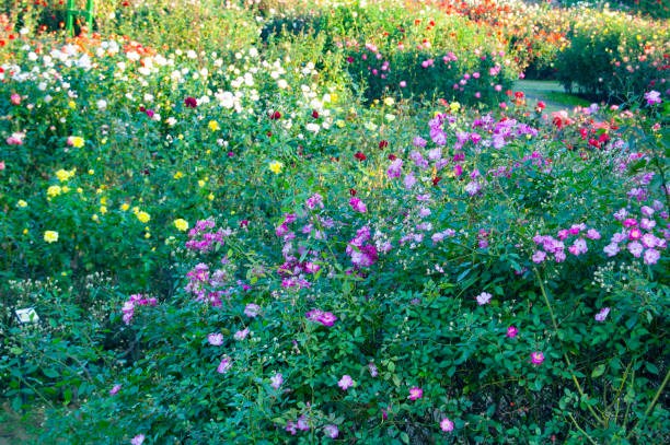 istock Beautiful rose garden in Japan 1197606032