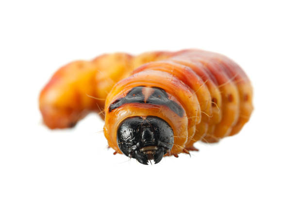 Macro low angle front view of large yellow-orange Goat moth caterpillar (Cossus cossus) isolated on white