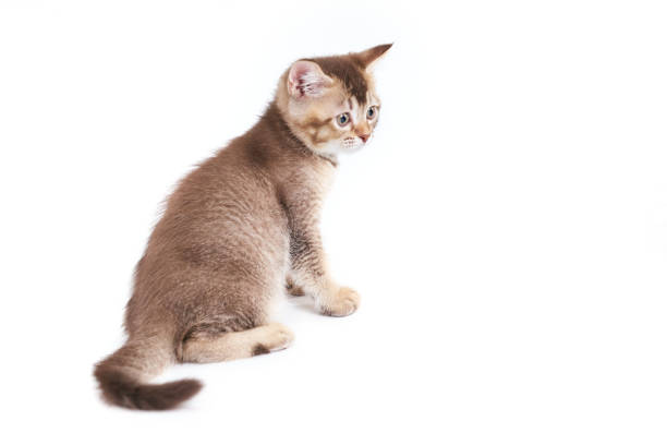 Studio shoot of a cute cat