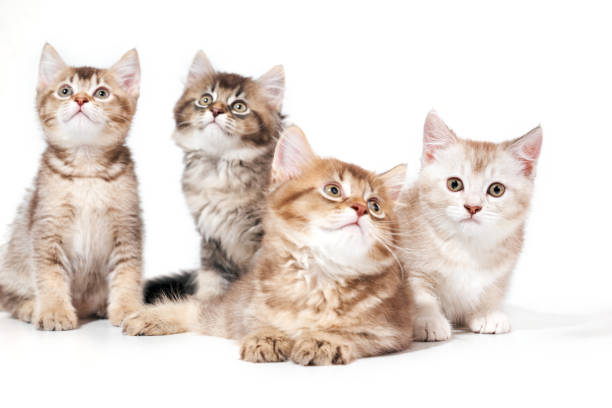 istock Front view of four kittens. 1197608987