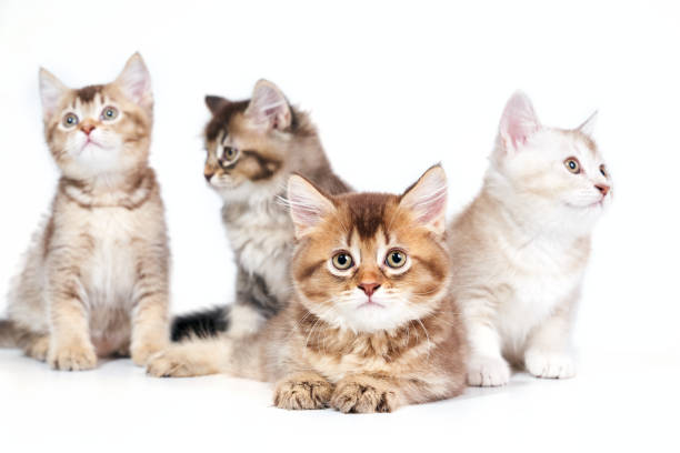 istock Close up of four kittens. 1197608988