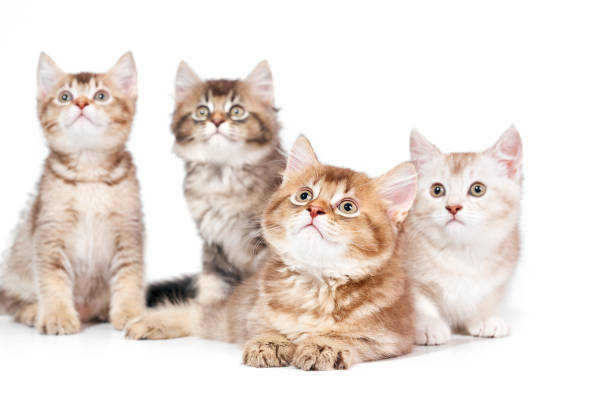 istock Front view of four kittens. 1197608991