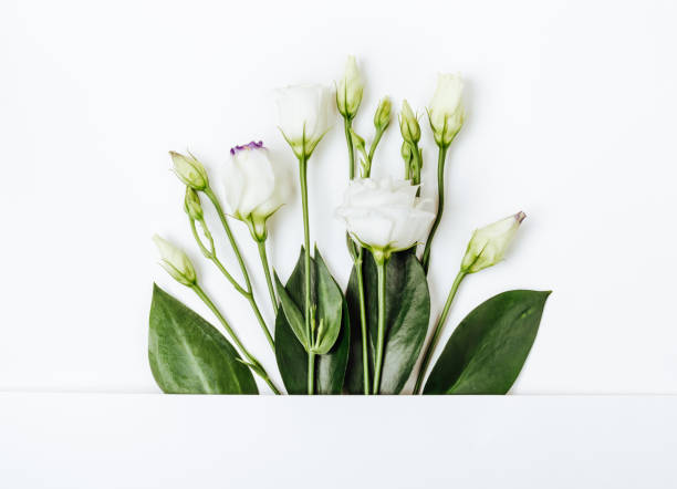 istock Creative layout made with white flowers on white background. Holiday minimal concept 1197611426