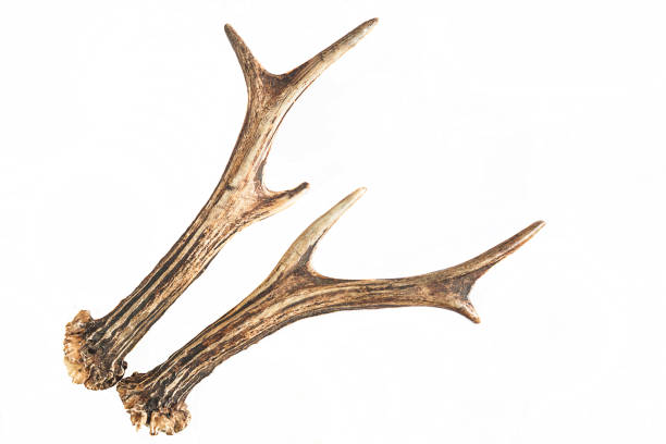 istock Deer antlers isolated on white background 1197612403