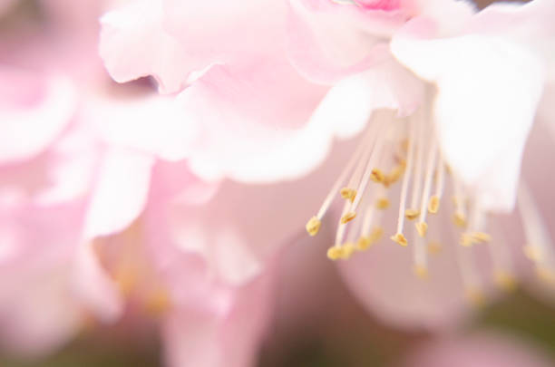 istock Japanese beautiful flower close up 1197614584